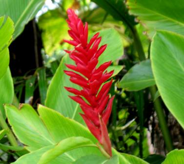 Bright red ginger