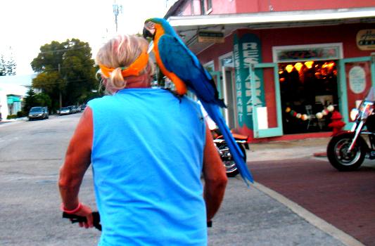 Key West parrot
