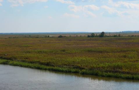 Georgia delta or marshes at Darien