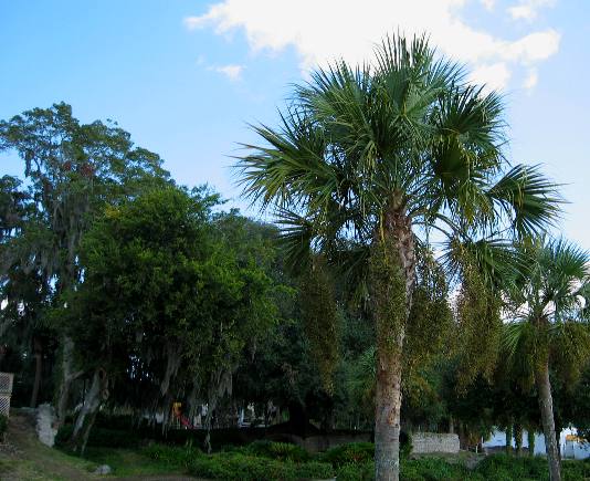 Sabal Palm Trees in Waterfront Park Darien, Georgia