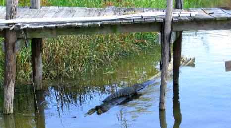 Alligator Darien River Waterfront Park