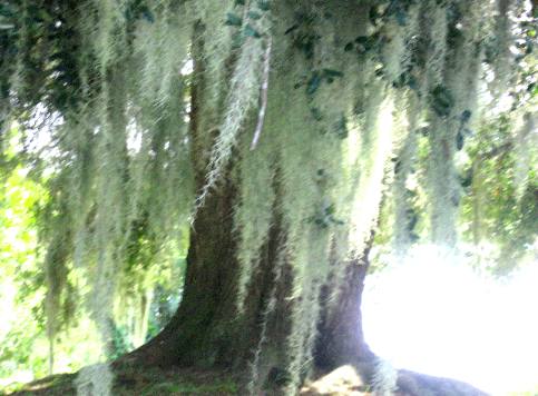 Live oak tree and Spanish Moss in Waterfront Park Darien, Georgia