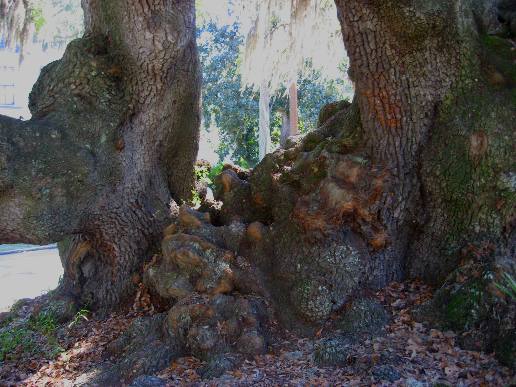 Lovers Oak in Brunswick, Georgia