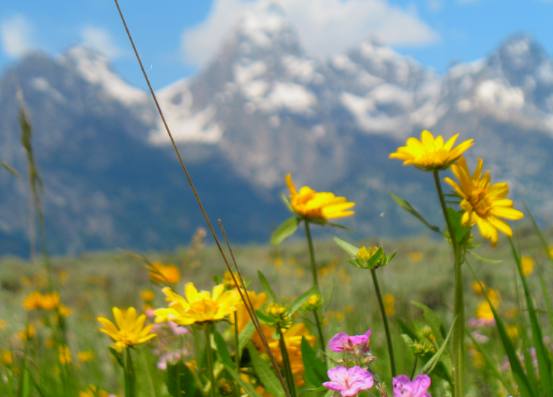 Mule's ears and ....... on Antelope Flats in Grand Teton National Park