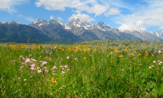 Grand Tetons as viewed from Antelope Flats