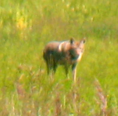 Coyote near Jackson, Wyoming