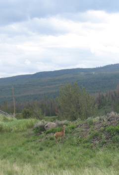 Deer Dubois Wyoming