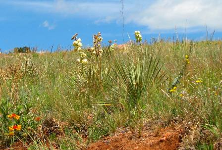 Yucca blooming in Red Rocks Park near Morrison, Colorado