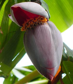 Banana Blossom