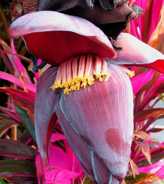 Banana blossom and flowers