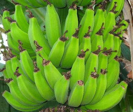 Bananas hanging on banana tree