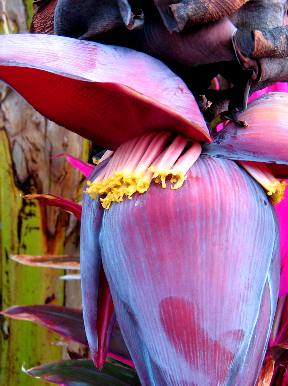 Banana Flowers