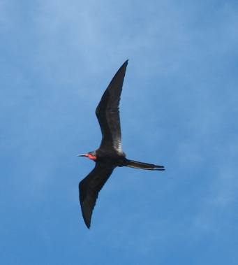 Male Magnificent Frigatebird flying over Ft. Jefferson in the Dry Tortugas