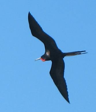 Magnificent Frigatebird flying over Ft. Jefferson in the Dry Tortugas