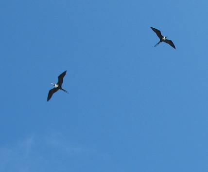 Adult female frigate birds soaring above Ft Jefferson in the Dry Tortugas