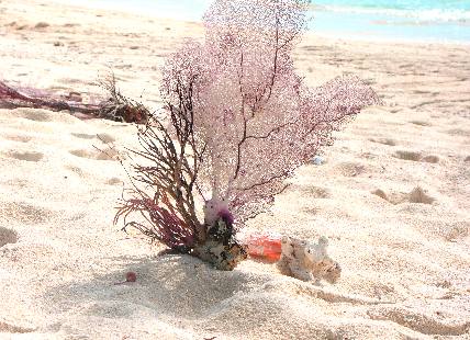 Sea Fan on Garden Key beach in the Dry Tortugas