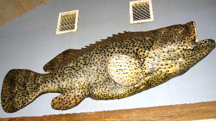 Jewfish mounted and displayed in Key West Restaurant