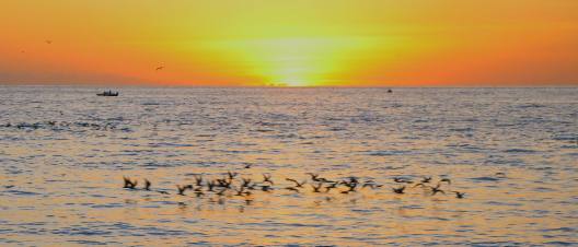 Birds gathering near Sunset Pier in Key West