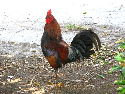 Key West Chicken - Rooster