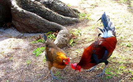 Key West Rooster and his girl friend