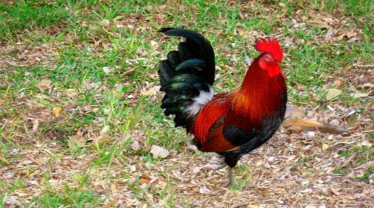 Key West  Chicken Rooster