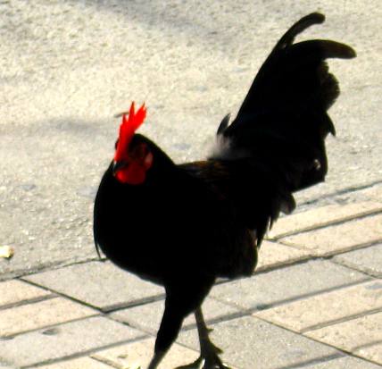 Key West Rooster ---- possibly Cock of the Walk