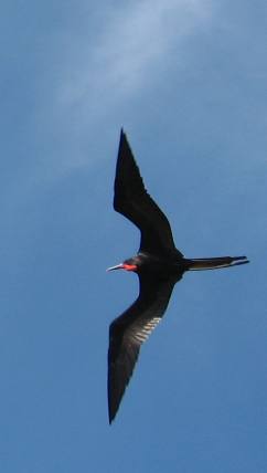 Male Magnificent Frigatebird soaring over Ft Jefferson in the Dry Tortugas
