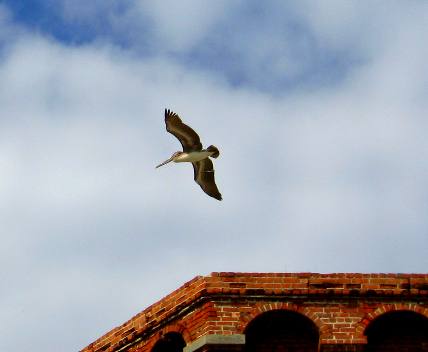 Brown Pelican flying over Ft Jefferson in the Dry Tortugas