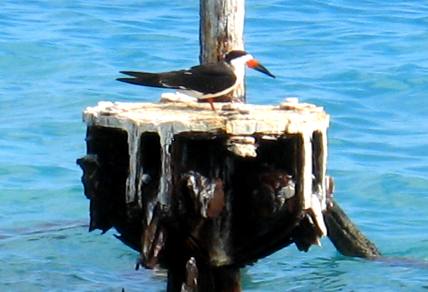 Skimmer resting on a piling at Fort Jefferson in the Dry Tortugas