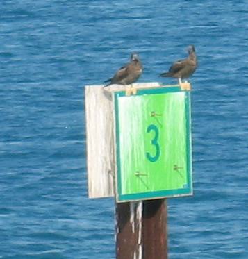 Brown boobies on a channel marker near Ft Jefferson in the Dry Tortugas