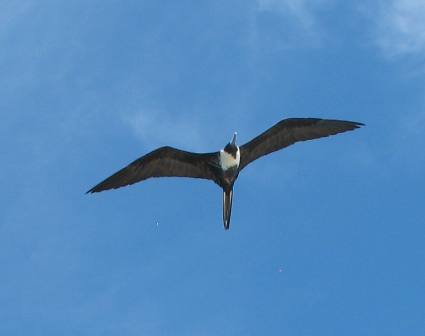 Female Magnificent Frigatebird soaring over Garden Key and Fort Jefferson in the Dry Tortugas