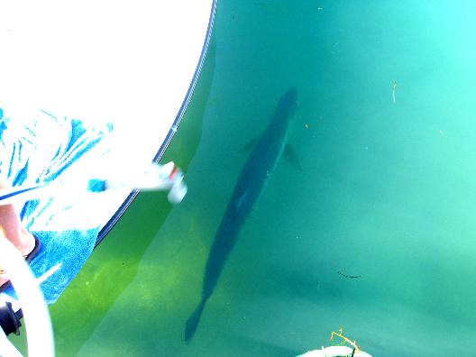 Large tarpon under this back country flats-boat waiting for a free meal