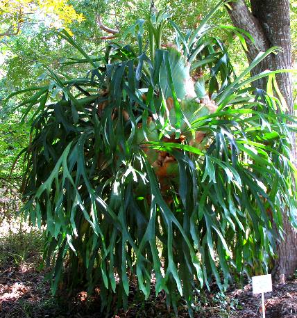 Staghorn Fern