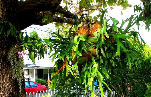 Staghorn Fern