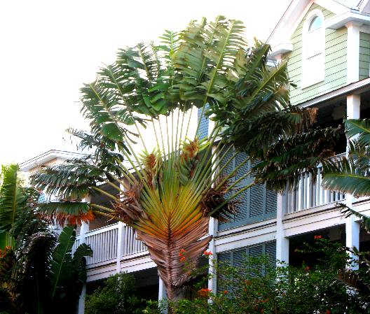 Travelers Palm in Truman Annex Old Town Key West, Florida