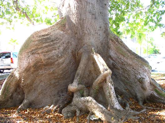 Kapok Tree in front of the Monroe County Court House in Key West