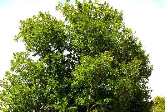 Mahogany Tree