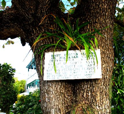 East Indian Almond Tree