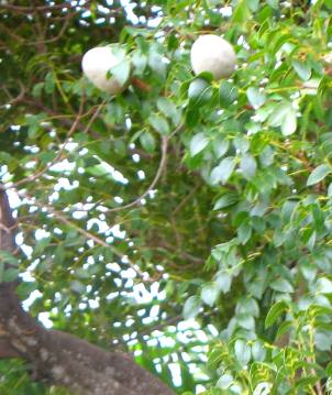 Mahogany fruit or nuts