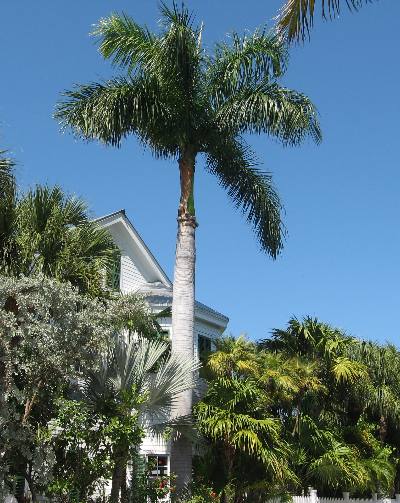 Royal Palm tree in Truman Annex Key West, Florida