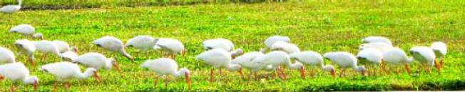 Flock of white ibis feeding in an open grassy area on Key West