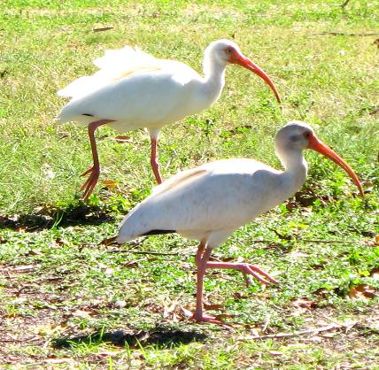 White Ibis moving through the grass in search of grubs