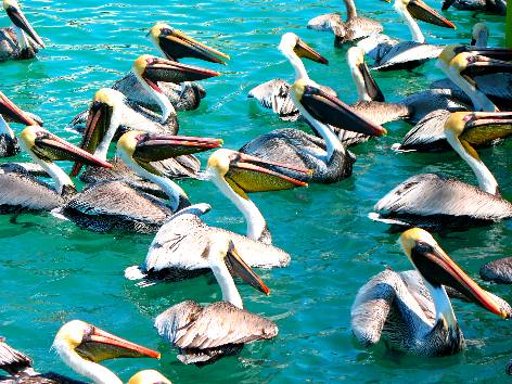 Brown Pelicans gathered behind a "cleaning table" in Key West