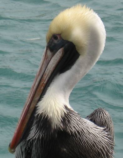 Adult Brown Pelican in winter plumage
