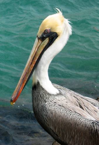 Adult Brown Pelican in winter plumage