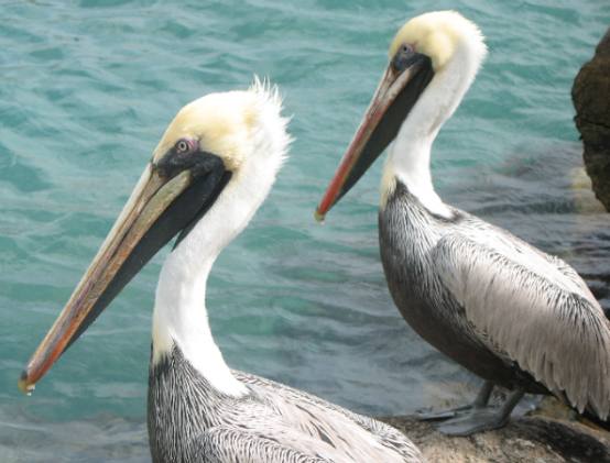 Adult Brown Pelicans in winter plumage