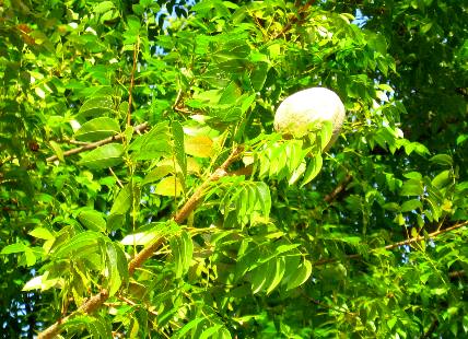 Mahogany Tree Fruit
