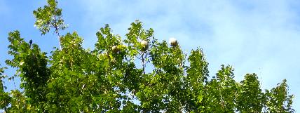 Mahogany Tree Fruit