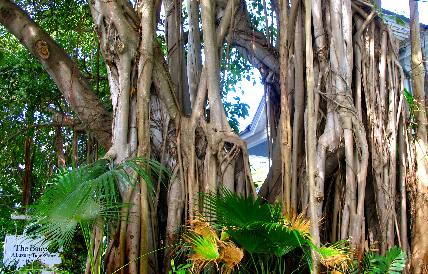 Banyan Tree