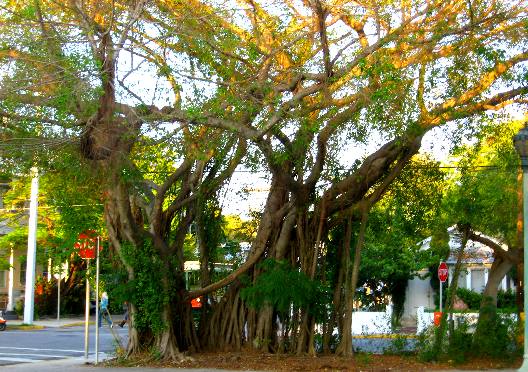 Banyan Tree